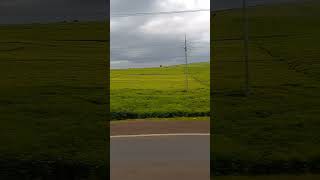 kericho home of sweet teatembeakenyabeautifulscenery love viralfyp travel [upl. by Johannessen]