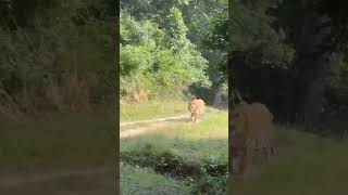 Corbett national park jhirna zone tiger corbett wildlife [upl. by Gazzo]