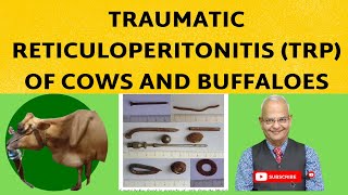 Solving the Mystery of Cow amp Buffalo TRP See How This Vet Does It [upl. by Rasecoiluj]