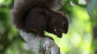 Tiriba e esquilo  Conure amp squirrel by Douglas Rocha [upl. by Ahsinahs]