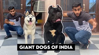 Giant dogs of india [upl. by Rives673]