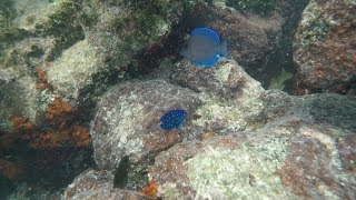 Snorkeling The Newfound Harbor Sanctuary Preserve [upl. by Ellekcir]