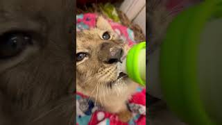 CUTE BABY LION DRINKS A BOTTLE  🦁🍼 [upl. by Wendolyn]