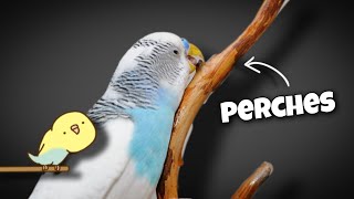 The Importance of Budgie Perches What Every Owner Should Know [upl. by Serafine]