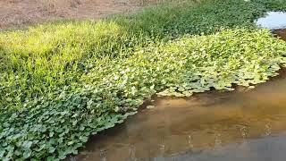 Hydrocotyle Ranunculoides Spain [upl. by Ettigdirb471]