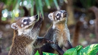 Коати Национальный парк Игуасу Аргентина Coati Parque Nacional Iguazu Argentina [upl. by Goda]