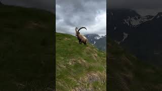 Markhor Pakistans National Animal animals reels wildlife [upl. by Sonaj]