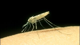 Malaria Mücke Anopheles Stephensi breitet sich in Städten Ostafrikas aus [upl. by Eniamrehs]