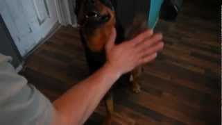 Writers Variety of Life  8 Rottweiler Tricks Speaks Plays Dead and More [upl. by Lednew788]