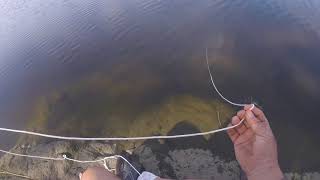 Catching some blue crabs from shore in ct [upl. by Annenn826]