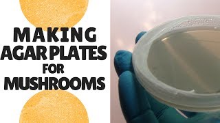 How to Make Agar Plates for Growing Mushrooms [upl. by Assilem]