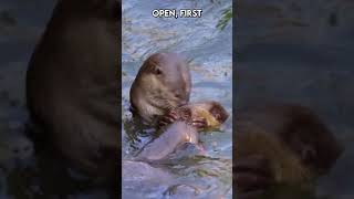 River Otter vs Sea Otter Raising the Next Generation Paws on the Planet [upl. by Ahsim]