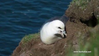 Fulmar boreal  Fulmarus glacialis  Fulmar [upl. by Yrem]