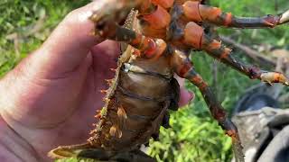 Gippsland crayfish 2024 August [upl. by Egarton]