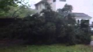 Hurricane Sandy picks out our Christmas Tree [upl. by Sprage569]