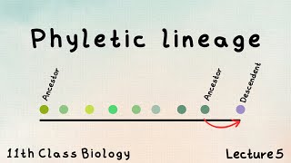 Phyletic lineage  lecture in Urdu  FSc biology  class 11 [upl. by Adnael]