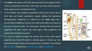 Lecture 5 Medical Helminthology Class Cestoda [upl. by Auohc]