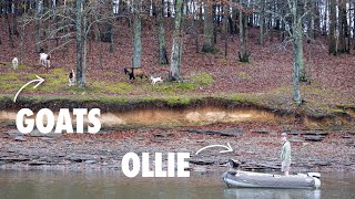 Theres a GOAT ISLAND on the Loop Starting the Tennessee Tombigbee Waterway [upl. by Oirelav863]