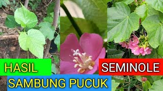 updet perkembangan dombeya seminole [upl. by Lezirg]