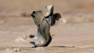 Facts The Mudskipper [upl. by Bleier351]