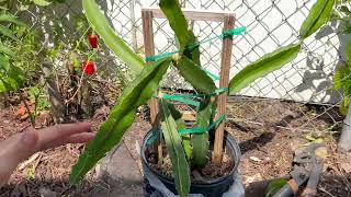 Identifying and planting dragon fruit cactus [upl. by Greenlee262]