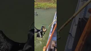 Bird catch a big fishLook at the resultfishingwithmasud birdfishing fishingvideo fishing [upl. by Torey]