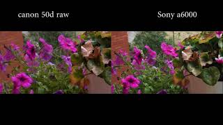 Canon 50d raw vs sony a6000 [upl. by Nocam572]