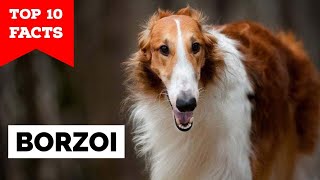 Borzoi  Top 10 Facts [upl. by Nollid]