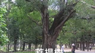 德國民謠 Der Lindenbaum 舒伯特名曲 菩提樹 朱慧珍 [upl. by Abbot11]