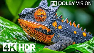 Special Dolby Vision HDR 4K 120FPS  4K Video ULTRA HD [upl. by Goggin21]