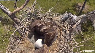 Dad brings a small bird for lunch E23 mantles it  1238  20240227  Southwest Florida Eagle Cam [upl. by Ardaed]