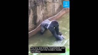 HARAMBE The Zoo Hostage Crisis [upl. by Okajima]