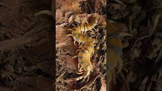 Scolopendra morsitans “Black Head Yellow Legs” Female [upl. by Miharbi667]