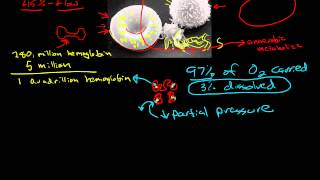 Erythrocytes Hemoglobin amp the Iron Cycle [upl. by Buzz984]