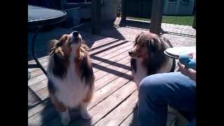 shelties howling one normal and the other is chewbacca [upl. by Zenas]