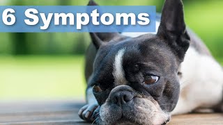 Signs Of Cushings Disease In Boston Terriers 6 Symptoms [upl. by Rosenblast372]