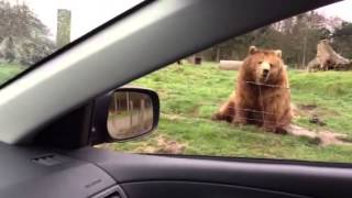 Waving bear at Olympic game farm [upl. by Ivon]