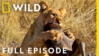 Wildlife Wars Natures Most Epic Brawls Full Episode  Animal Fight Night [upl. by Eirolam239]