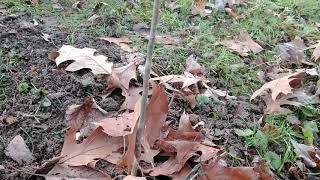 American hop hornbeam Ostrya Virginiana a small but impactful tree [upl. by Anire]