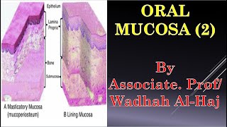 10 Oral mucosa 2 –Masticatory mucosa  Dr Wadhah Oral histology lecturesد وضاح الحاج [upl. by Niveek560]