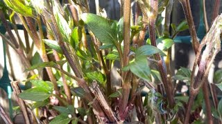 Spring Fertilizing Clematis Romantika amp Perrins Pride  March 17 [upl. by Landon682]