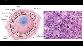 Embriologia  Gametogênese Feminina [upl. by Madelon]