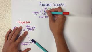 Enzyme Graphs  p15 Foundation p16 [upl. by Airotel]