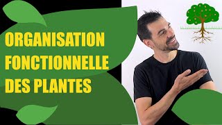 COURS DE TERMINALE SPÉCIALITÉ SVT CHAP8 LORGANISATION FONCTIONNELLE DES PLANTES À FLEURS [upl. by Aennaej]