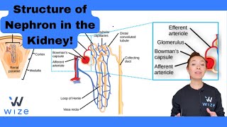 Nephron Structure MCAT Biology  Master The MCAT With Wizeprep [upl. by Rebeca]