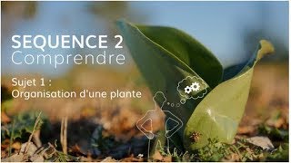 Séquence 2 sujet 1  Organisation générale de la plante [upl. by Neom]