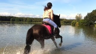 Welsh ponys in het water [upl. by Putnem]