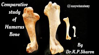 Comparative study of Humerus Bone  Veterinary Osteology  DrKPSharon Nancy Nikhila [upl. by Aisylla]