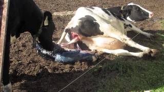 Calf birth at Hansens Farm Fresh Dairy [upl. by Hodges]