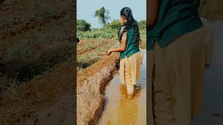 Day2plastering in rice field shots agriculture farming rice day2 [upl. by Ebonee]